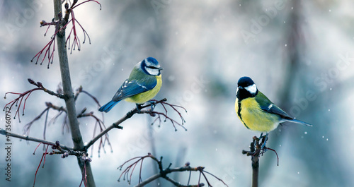 two birds tit and lapis lazuli sit on the branches opposite each other in the...