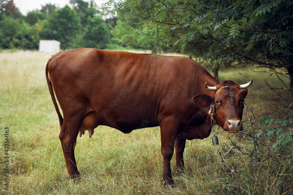 cow eating grass agriculture nature farm agriculture cow eating grass agriculture nature farm agriculture