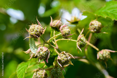 Soon they will be ripe!