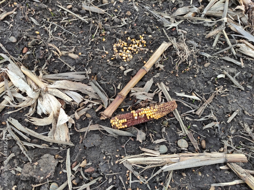 Remains of corn in field, after harvesting