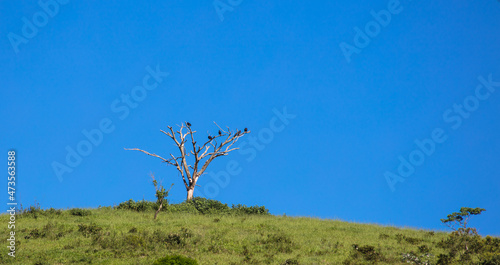 Dry tree on top of the hill with vultures.