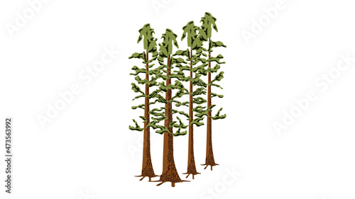 Redwoods illustration
