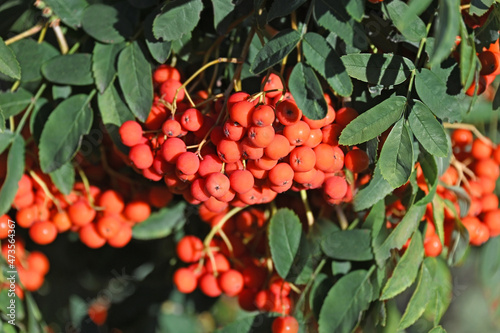 Rowan berries, Mountain ash (Sorbus) photo