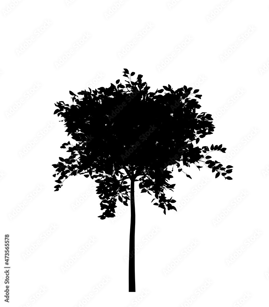 Fototapeta premium Black silhouette of a deciduous tree on a white background