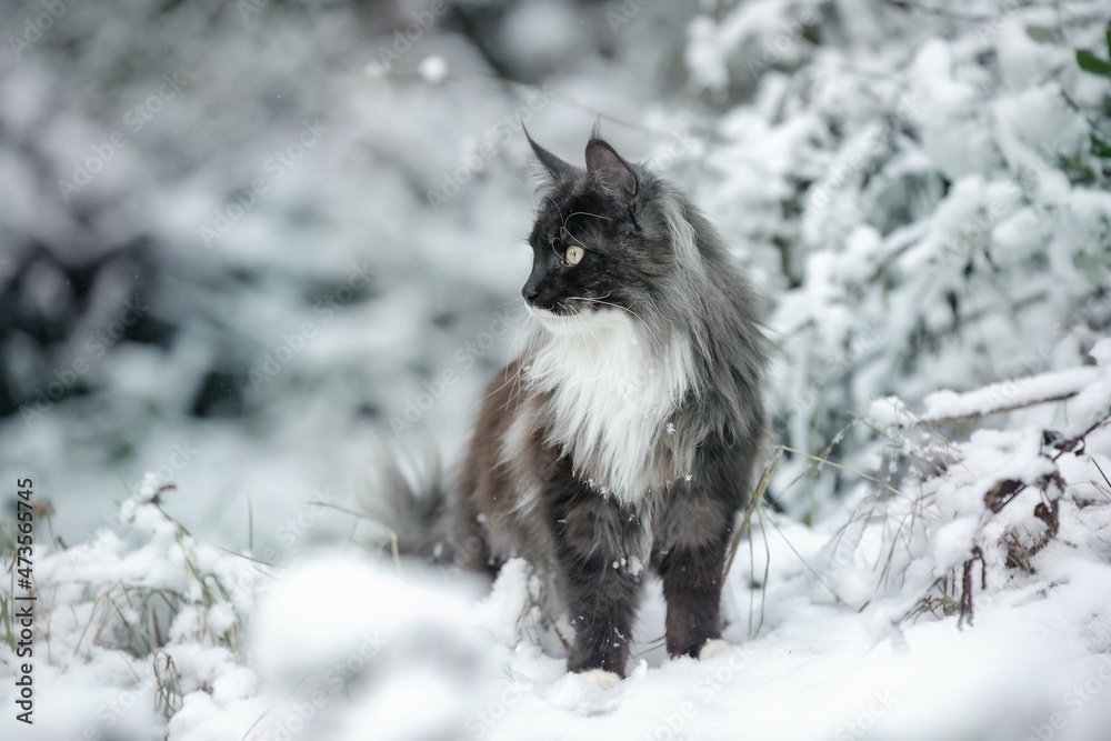 Obraz premium Katze im Schnee