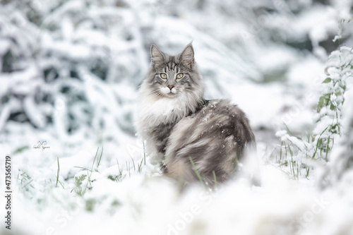Katze im Schnee photo