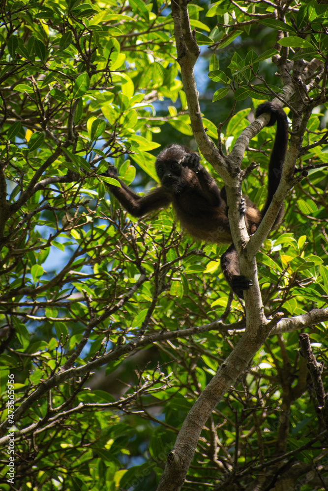 Baby monkey on tree eating