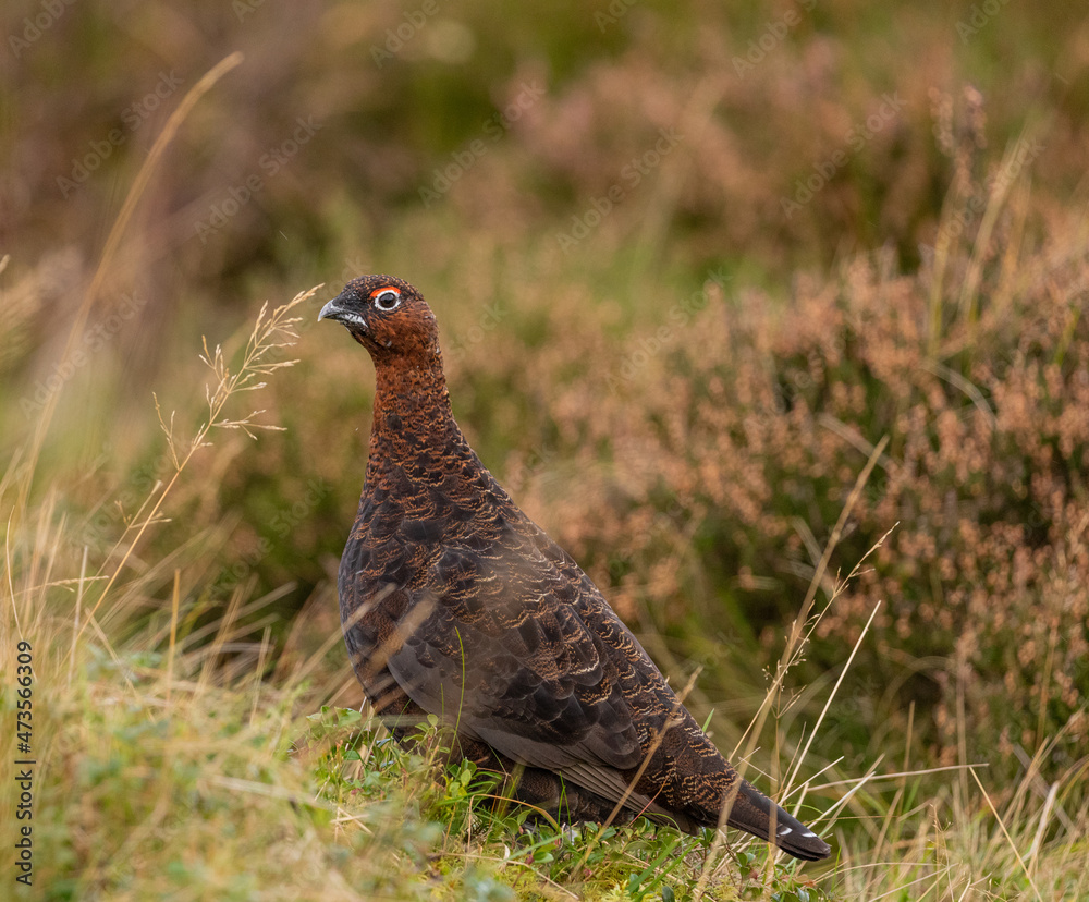 Red grouse on heather moor