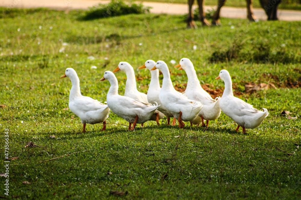 Group of American Pekin ducks or white pekins in the lush green meadows Group of American Pekin ducks or white pekins in the lush green meadows