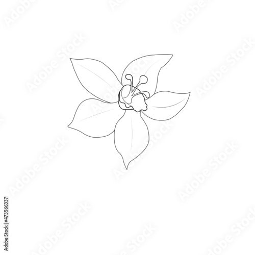 flor de vainilla dibujo líneas colorear