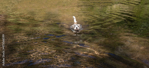 Puppy jack russell dog learning to swimming on a lake on summer photo
