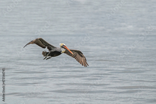 Brown Pelican flying over water © Daniel