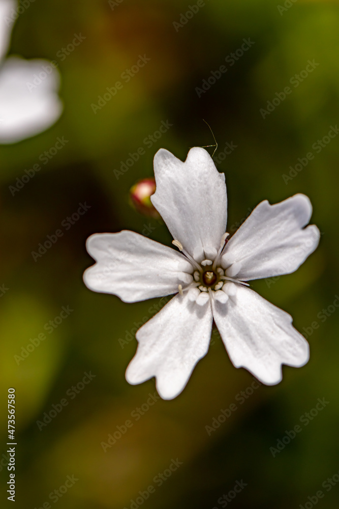 Heliosperma pusillum flower in meadow, close up Heliosperma pusillum flower in meadow, close up