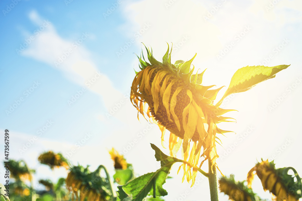 Obraz premium Sunflowers wither in a garden against a backdrop of sky and sunlight