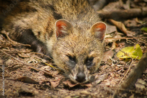 A small Indian civet or Viverricula indica spotted in Takeo Province, Cambodia photo