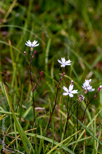 Heliosperma pusillum flower in meadow, macro photo