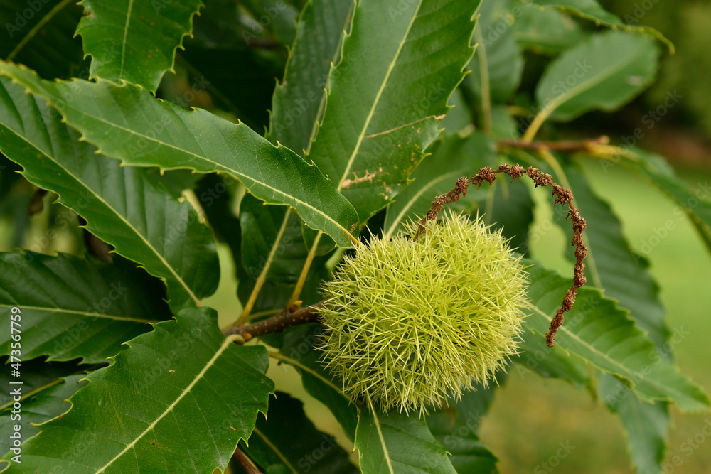 Austria, Southern Styria, Chestnut Austria, Southern Styria, Chestnut
