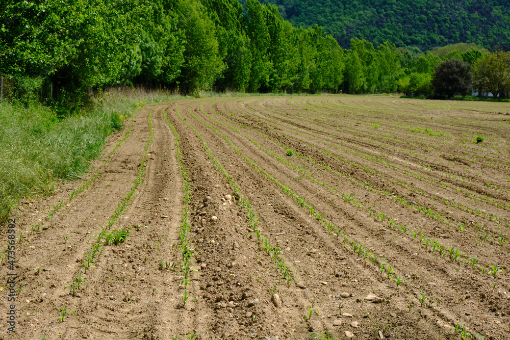 Dry agricultural field with young green shoots of plants. Dry agricultural field with young green shoots of plants.
