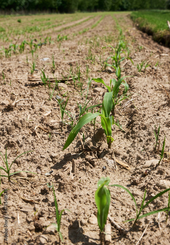 Dry agricultural field, close-up of young green shoots of plants.