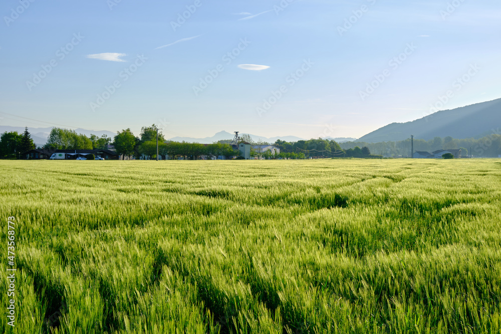 landscape of a wheat field with the first rays of the morning sun. Vall den Bas, Garrotxa, Girona.