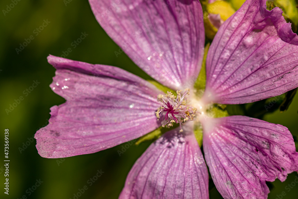 Malva moschata flower in meadow, close up	