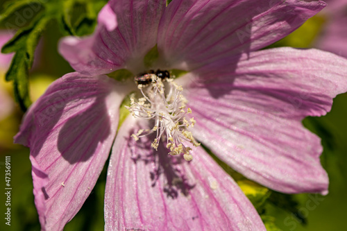 Malva moschata flower in meadow, close up	shoot photo