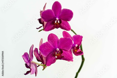 Fototapeta Naklejka Na Ścianę i Meble -  Purple petals of phalaenopsis orchid flower, phalaenopsis known as Moth Orchid or Phal on white background. Selective focus. Calmness and relaxation. Love and pleasure. There is place for text.