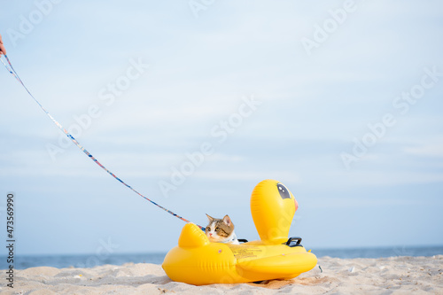 travel in thailand trip with cat sit on duck rubber ring on sand beach