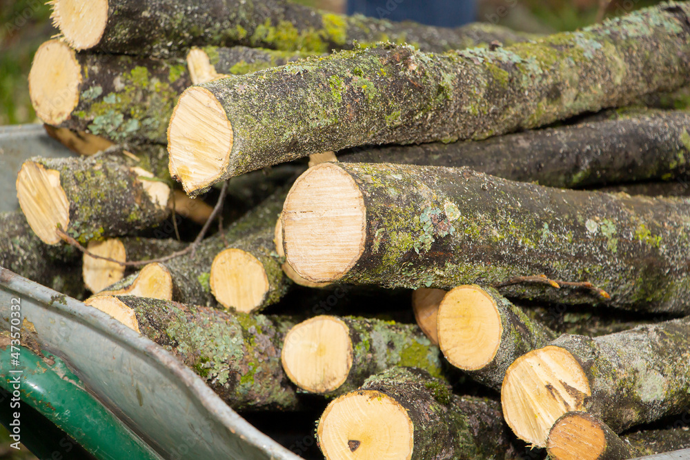 Fototapeta premium Background of dry firewood, logs stacked on top of each other in a pile