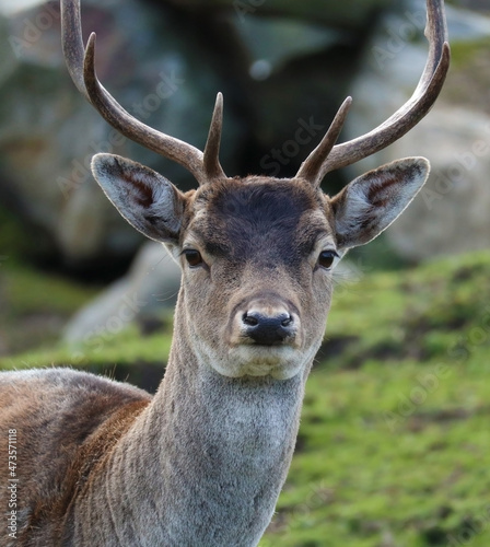Red deer close-up