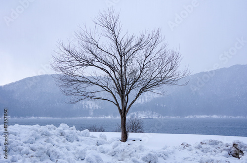 冬の余呉湖の湖畔に立つ木
