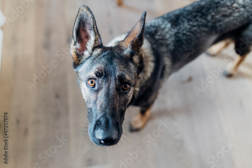 German shepherd dog staring at apartment photo