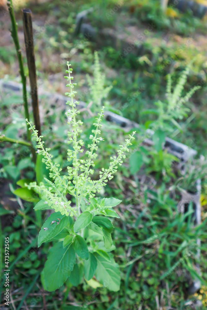 basil or holy basil, sweet basil
