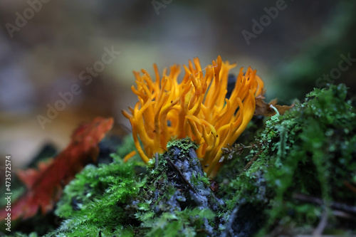 Calocera viscosa, commonly known as the yellow stagshorn fungus, wild mushroom from Finland photo