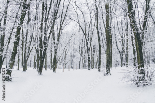 Beautiful winter forest. Scenic snow cowered landscape  snowy trees.