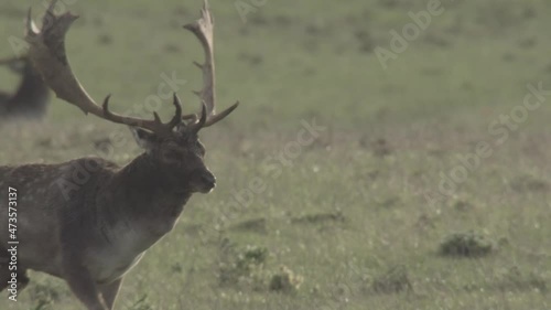 fallow deer rutting season
