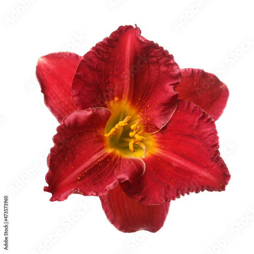 Elegant bright red daylily flower isolated on white background.
