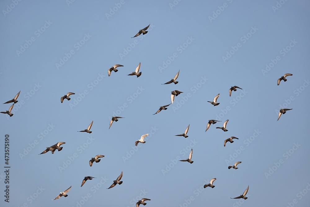 Obraz premium Birds flying in cloudy sky