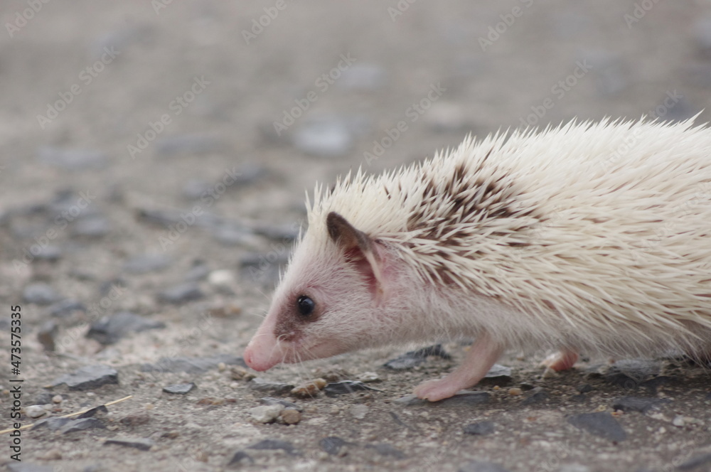 little hedgehog in the garden little hedgehog in the garden