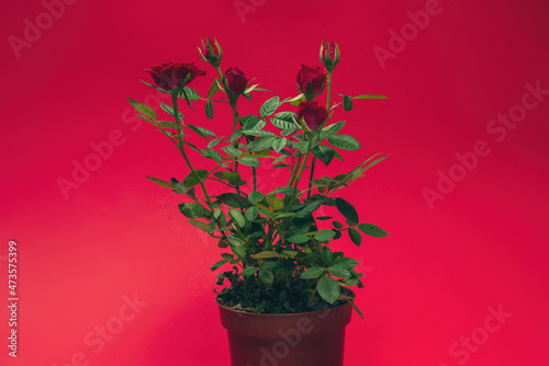 RRed roses in a pot on red background. Copy space.