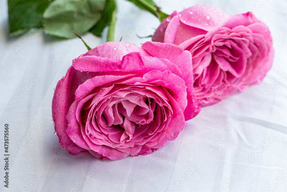 Obraz premium Closed-up Two pink roses on the white cloth, selective focus on one flower