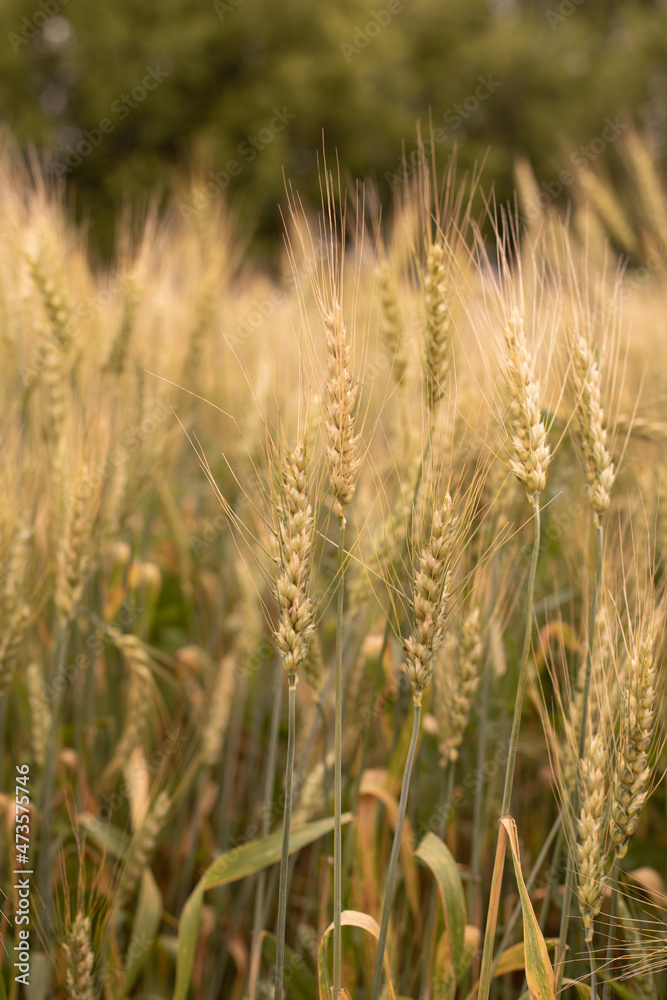 Wheat ears growing in a field, agriculture growing wheat photography
