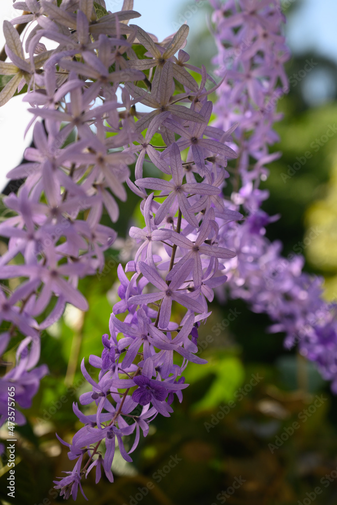 Fototapeta premium Blue five leaf flowers macro on plant