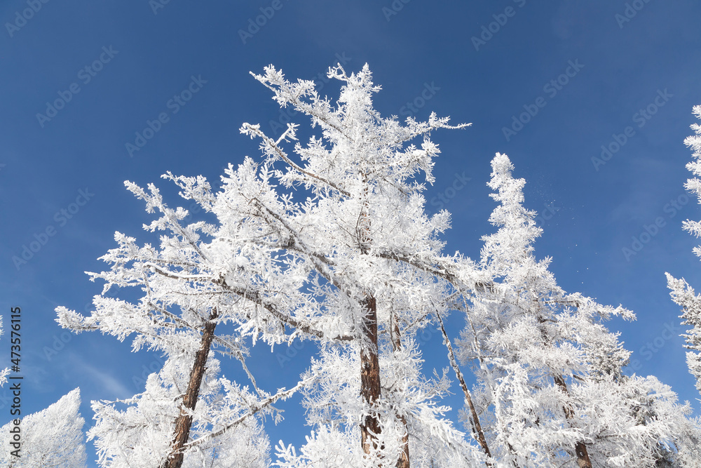 trees covered with hoarfrost against a blue sky on a sunny day trees covered with hoarfrost against a blue sky on a sunny day