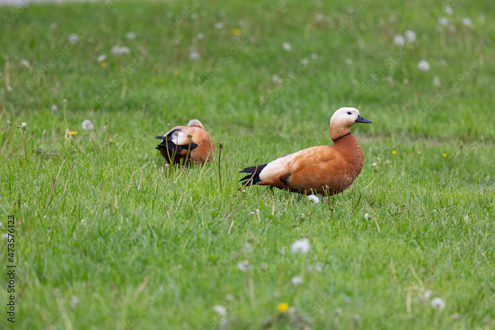 Two Ruddy shelducks stand on the green grass Two Ruddy shelducks stand on the green grass