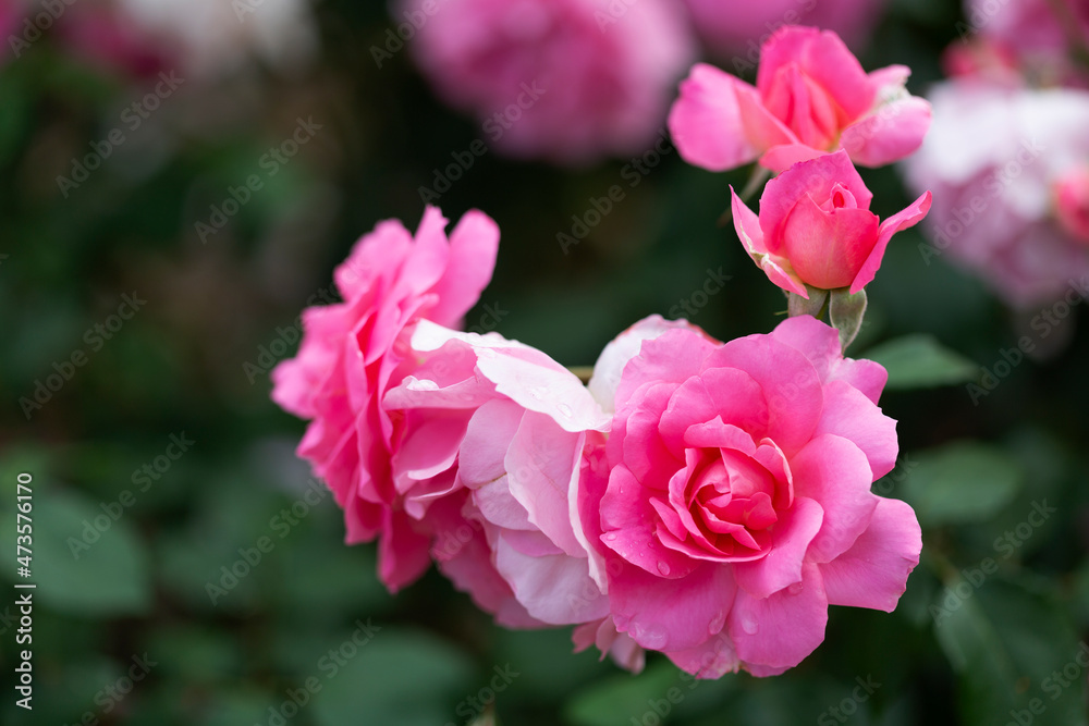 Bush blooming pink roses close up Bush blooming pink roses close up