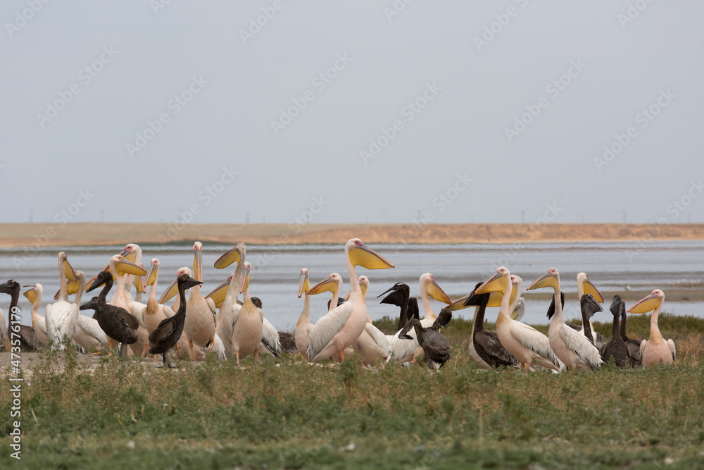 Fototapeta premium Pink pelicans with chicks on the shore of Lake Manich-Gudilo in Kalmykia, Russia