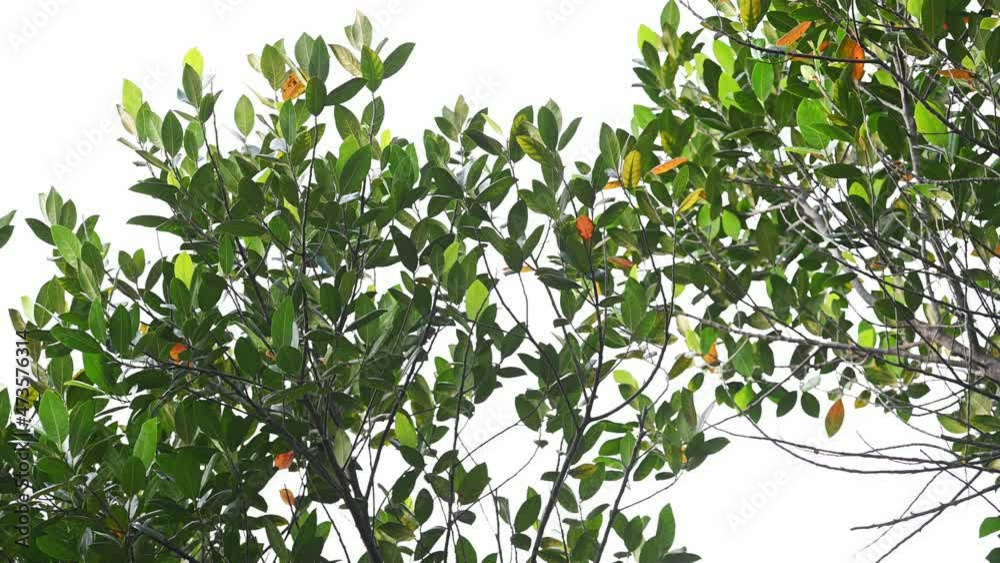 Background of tropical tree leaves swaying in the breeze with patterns forming from their shape and the way sunlight and shadow is falling on the leaves. Background of tropical tree leaves swaying in the breeze with patterns forming from their shape and the way sunlight and shadow is falling on the leaves.
