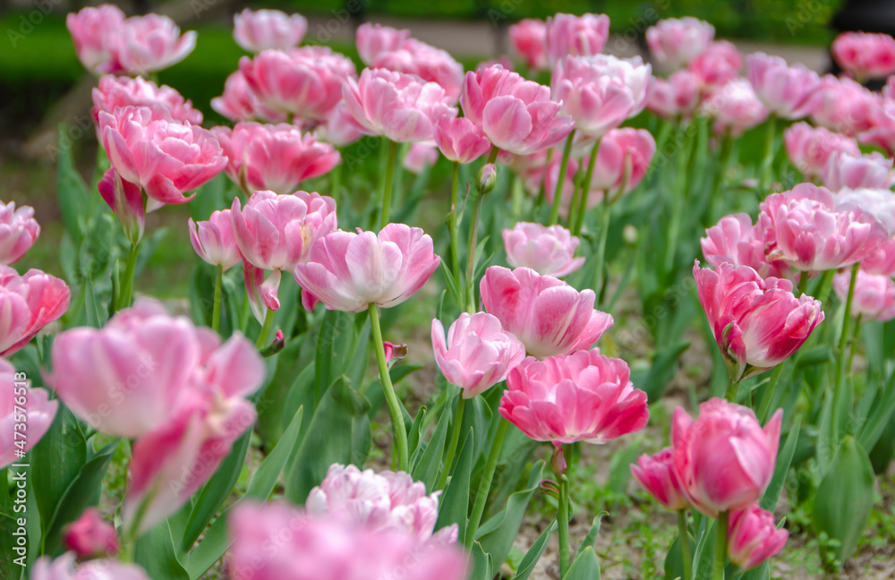 Blooming pink tulips in the park near St. Isaac's Cathedral in St. Petersburg Blooming pink tulips in the park near St. Isaac's Cathedral in St. Petersburg