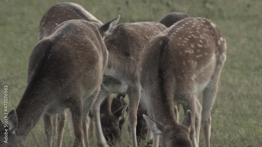 fallow deer mating season fallow deer mating season